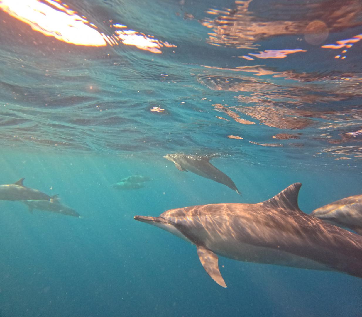 Golden Day IN MAURITIUS